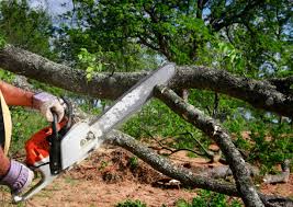 How Our Tree Care Process Works  in Rehobeth, AL